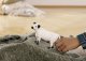 Figurka Schleich SLH krowa rasy Galloway 13960 63993 2