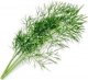 Veritable Véritable Lingot Kopr - BIO 1