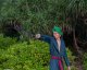 Miecz Katana Roronoa Zoro Shusui One Piece Drewniany JT10511RD-2 7