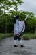 Miecz Katana Demon Slayer Shinobu Kocho's Drewniany JT10658BK 4