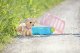 BABY BORN interactive dog with a box 16