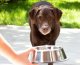 Friskies Dog Junior Kurczak i marchewka w sosie saszetka 85g 1