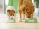 Friskies Dog Junior Kurczak i marchewka w sosie saszetka 85g 2