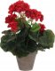 Sztuczny kwiat czerwony w doniczce 34x20cm pelargonia 1