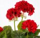 Sztuczny kwiat czerwony w doniczce 34x20cm pelargonia 1