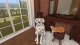 House Flipper - Pets Edition (PS4) 2