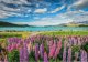 Clementoni Puzzle Compact Lupins At Lake Tekapo 1500 elementów (31731) 3