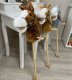Hobby Horse Koń na patyku Dźwięk galopu i rżenia + ruchomy pysk ZA5442 EDUKAMP 6