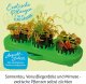 KOSMOS 632137 Carnivorous plants, plant your own insectivores, complete set for cultivation 2