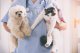 Royal Canin Veterinary Diet Canine Anallergenic 3kg 1