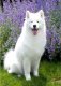 Haft Diamentowy, Obraz, Mozaika Diamentowa Diamond Painting, PIES SAMOYED 30x40cm 1