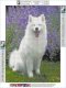 Haft Diamentowy, Obraz, Mozaika Diamentowa Diamond Painting, PIES SAMOYED 30x40cm 1