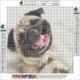 Haft Diamentowy, Obraz, Mozaika Diamentowa Diamond Painting, PIES MOPS 30x30cm 1