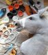 Hobby Horse Duży koń na kiju Premium - tarantowaty A3 3