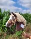 Hobby Horse Duży koń na kiju Premium - western IV ciemnogniady z jasną grzywą A3 7