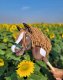 Hobby Horse Mały koń na kiju Premium - western ciemnogniady z ciemną grzywą A4 3