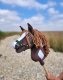 Hobby Horse Mały koń na kiju Premium - western ciemnogniady z ciemną grzywą A4 6