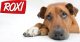 ROXI PUSZKA 12x1240g z DROBIEM 3