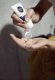 NIVEA MEN Krem do twarzy łagodzący męski 75ml x 2 5
