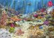 *****Puzzle 2000 Cherrypazzi CoralReefParad.50132 2