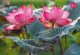 *****Puzzle 500 Cherrypazzi PinkLotus 20012 1