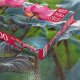 *****Puzzle 500 Cherrypazzi PinkLotus 20012 2