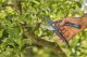 Sekator Gardena 12252-20 nożycowy 4
