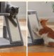 DRAPAK DLA KOTA KOTÓW STABILNY LEGOWISKO WIEŻA SŁUPEK DOMEK 3 POZIOMY 6