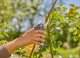 Secateurs GARDENA SuperCut Flex, 24 mm 5