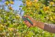 Secateurs GARDENA SuperCut Flex, 24 mm 7