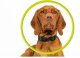 Mobile Origin AirTag Pet Collar, black 2
