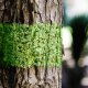 Środek Przeciwko Obgryzaniu Drzewek 2,5kg Odstraszacz Zwierząt Saren Jeleni Zająców Bobrów Gryzoni TreeGuard PRO 4