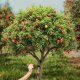 Środek Przeciwko Obgryzaniu Drzewek 2,5kg Odstraszacz Zwierząt Saren Jeleni Zająców Bobrów Gryzoni TreeGuard PRO 5