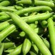 TORAF FASOLA SZPARAGOWA KARŁ. ZIELONOSTR. FERRARI PHASEOLUS VULGARIS L. [30 G] 8