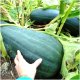 TORAF DYNIA PIŻMOWA LUNGA DI NAPOLI CUCURBITA MOSCHATA [4 G] 3
