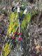 Kije carbon czerwone NATUREHIKE nh20ds003-red 1