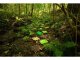 Askato Mata Sensoryczna Ortopedyczna Zestaw15w1 Nature 15 Puzzli Sensoryka Muffik / Mfk-097 6