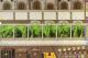 Albi Gra planszowa Lorenzo il Magnifico 10