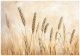 FOTOTAPETA BOHO POLE BEŻOWA NATURA SYPIALNIA SALON TAPETA FLIZELINA 150x105 1
