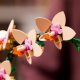 LEGO Botanicals Mała orchidea 6 szt. (10343) 7