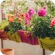 Nawóz do pelargonii, surfinii, supertunii vista 150g Twój Ogród 11