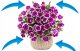 Nawóz do pelargonii, surfinii, supertunii vista 150g Twój Ogród 2