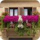 Nawóz do pelargonii, surfinii, supertunii vista 150g Twój Ogród 9