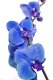 Twój Ogród Nawóz płynny do storczyków Storczyk 500ml 9