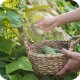 Proplant 722 SL (propamokarb) Twój Ogród - środek grzybobójczy 100ml 11