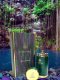 MAISON ALHAMBRA Sceptre Malachite EDP spray 100ml 8