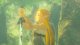 NS2 The Legend of Zelda: Breath of the Wild (N2S7027) 4