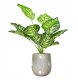 ITIMPORT SZTUCZNA Roślina W DONICZCE REALISTYCZNA 42cm Dieffenbachia do DOMU BIURA 1