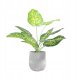 ITIMPORT SZTUCZNA Roślina W DONICZCE REALISTYCZNA 42cm Dieffenbachia do DOMU BIURA 3