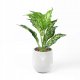 ITIMPORT SZTUCZNA Roślina W DONICZCE REALISTYCZNA 42cm Dieffenbachia do DOMU BIURA 5